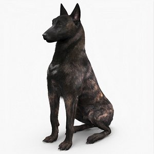 3D Dutch Shepherd Dog Sitting Fur for Cinema 4D