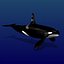 Orca