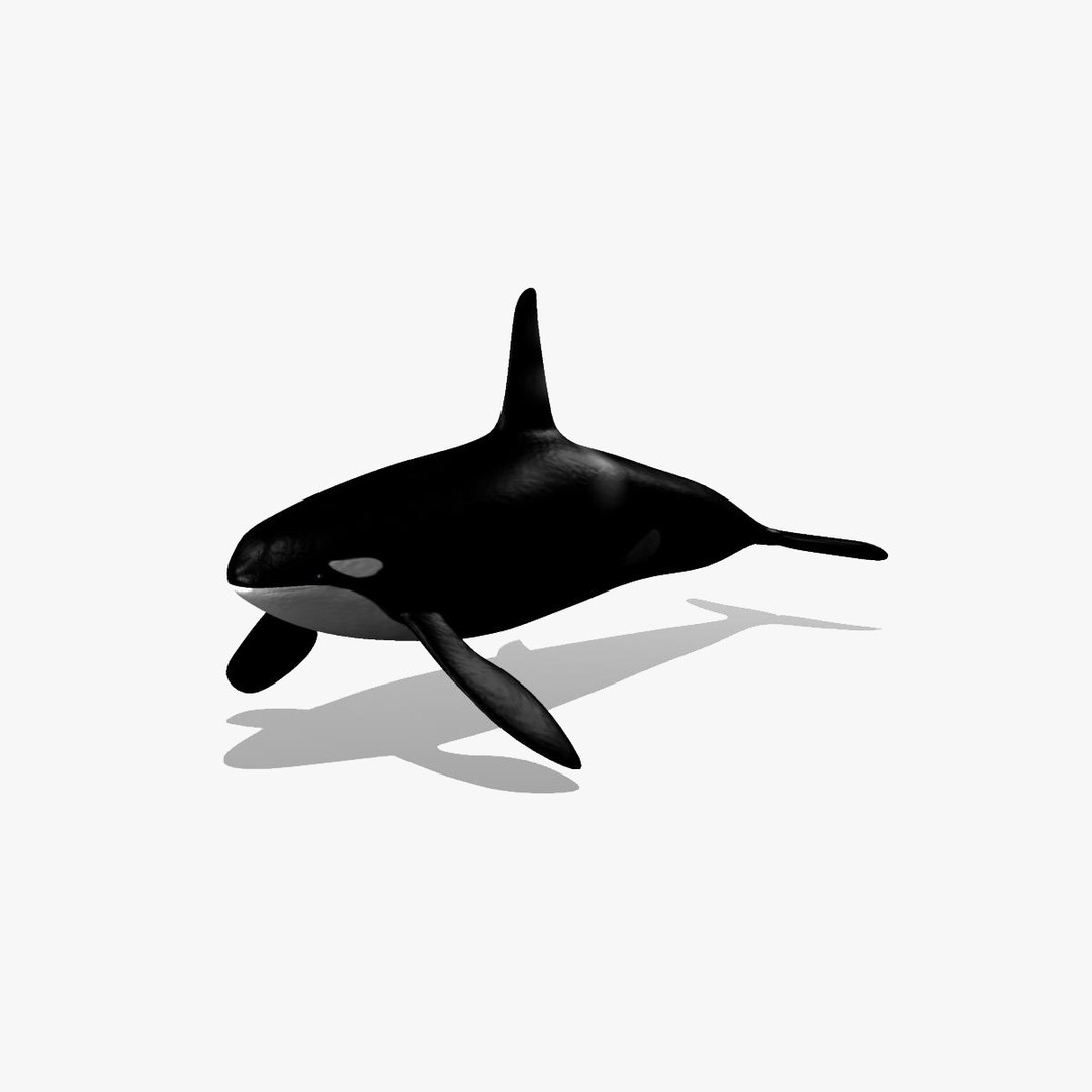3d 3ds orca killer whale https://p.turbosquid.com/ts-thumb/JR/36X2NG/XabORPq9/orca0027/jpg/1315890005/1920x1080/fit_q87/44ed100b1f866459c5a04e6c64ac038860ae425c/orca0027.jpg