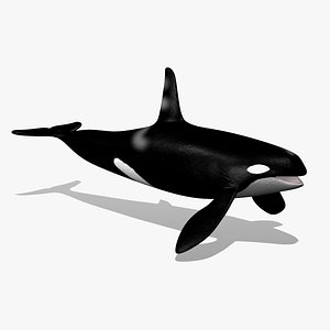 Orca