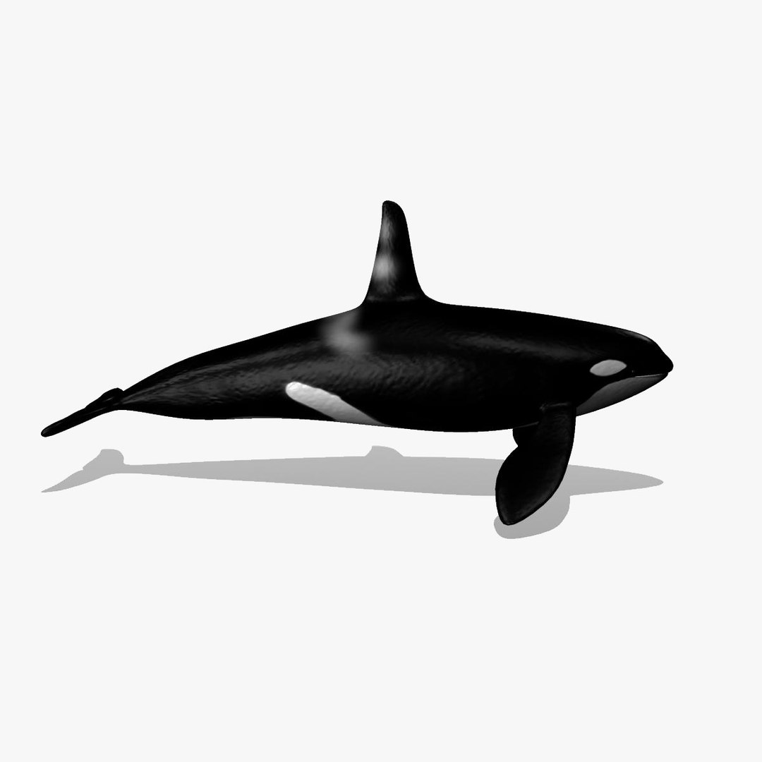 3d 3ds orca killer whale https://p.turbosquid.com/ts-thumb/JR/36X2NG/p7veJ4ZB/orca0003/jpg/1315890005/1920x1080/fit_q87/95c1f52ddd8f038d3633c54e12e7fccadc2c3419/orca0003.jpg