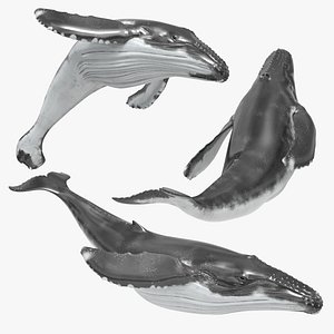 Humpback Whale Breach Jump Animated Rigged For Maya