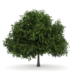 small leaved lime 3d model