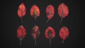 Red Robin Photinia Leaves 4K Scanned 3D