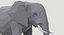 elephant---standing model