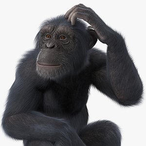 Dark Chimpanzee Sitting Pose Fur