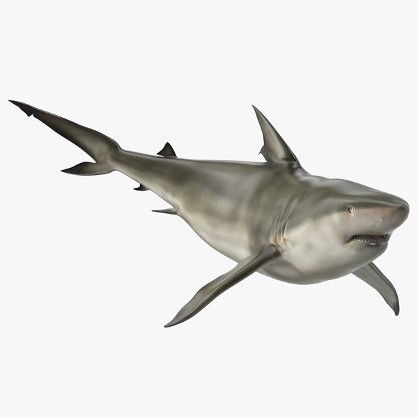 3D model Pigeye Shark or Java Shark Rigged