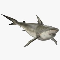 Pigeye Shark or Java Shark Rigged