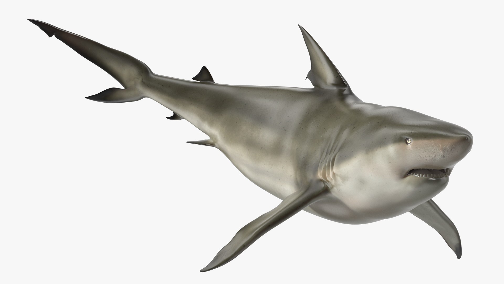 Pigeye Shark or Java Shark Rigged 3D model preview