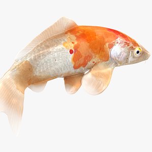 Japanese Carp Fish Rigged L1847 3D model