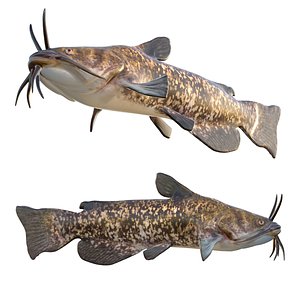 3D Brown Bullhead fish