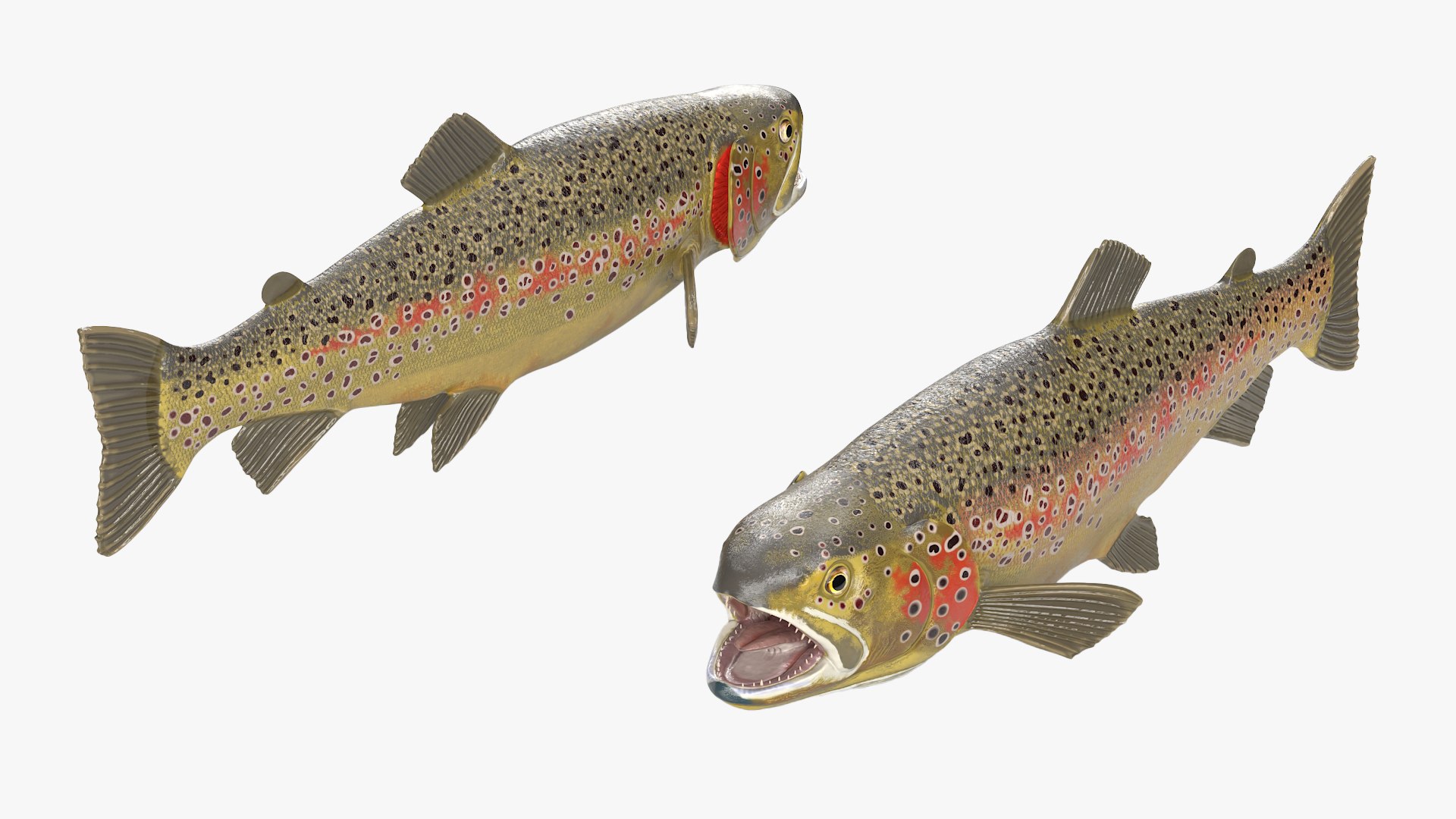 Brown Trout Fish Rigged for Maya 3D model preview