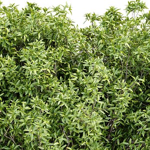 3D Bushes collection vol 191 model
