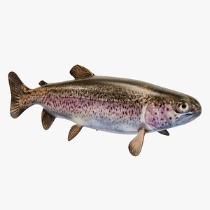 3D RainbowTrout model