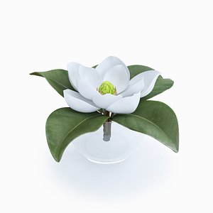 magnolia decorative interior max