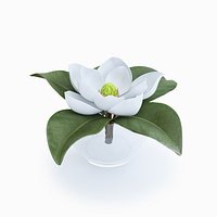 Magnolia