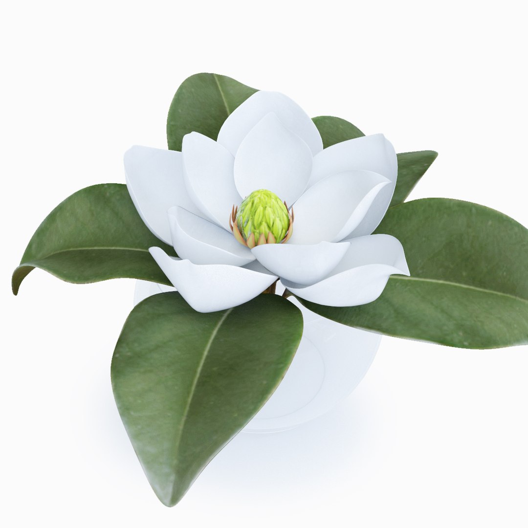 magnolia decorative interior max https://p.turbosquid.com/ts-thumb/JR/oqITH6/OzTyGkoR/magnolia_view02/jpg/1487879728/1920x1080/fit_q87/9fe401a368961b7a74e4a1349e3618fdc49463c6/magnolia_view02.jpg