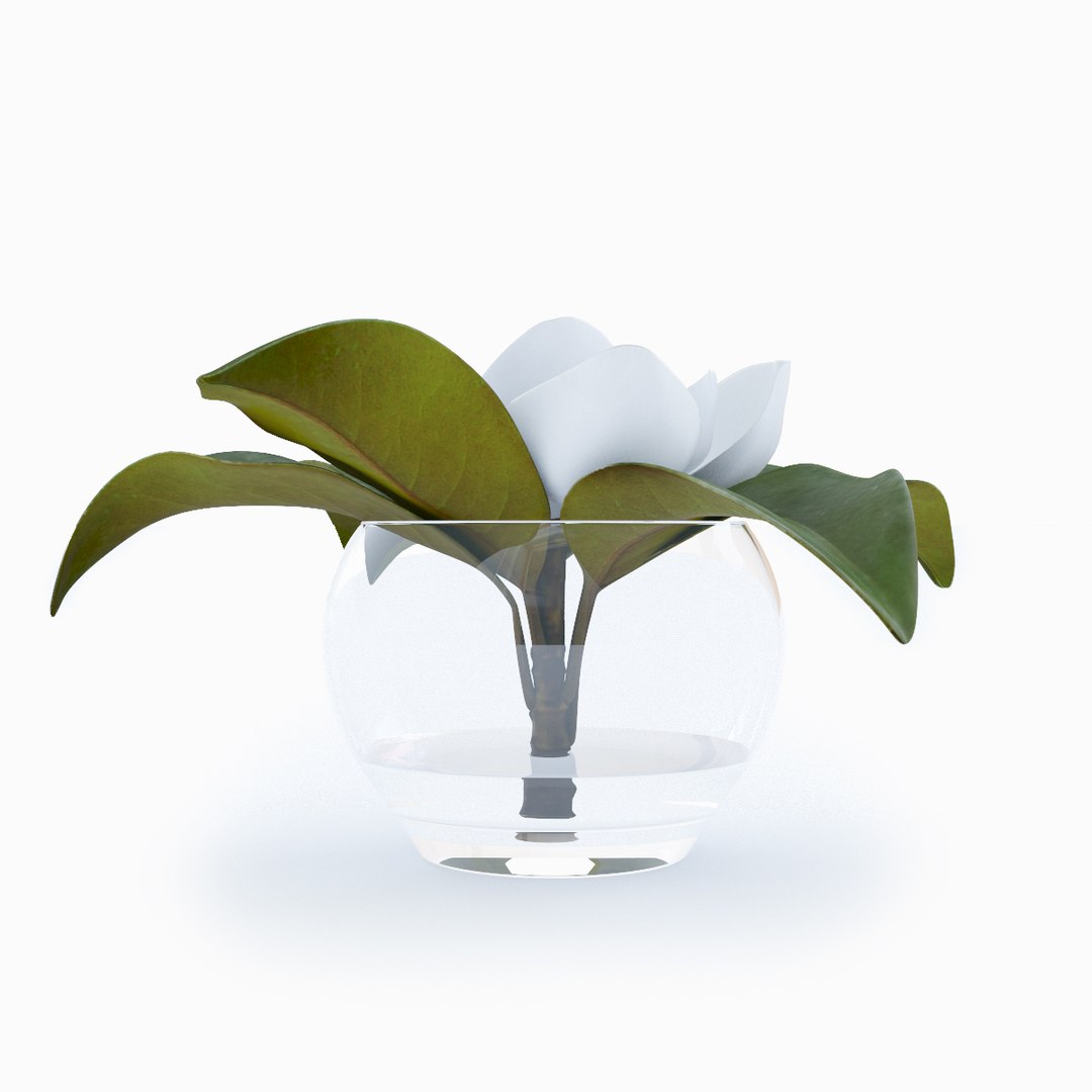 magnolia decorative interior max https://p.turbosquid.com/ts-thumb/JR/oqITH6/txWlOIml/magnolia_view03/jpg/1487879728/1920x1080/fit_q87/52de1842804c6fd96795424977a755e4a92e2c39/magnolia_view03.jpg