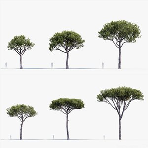 Italian stone pine  Pinus pinea 3D model