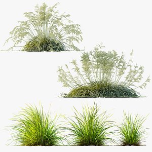 AV Celtica Gigantea Stipa Golden Oats and  Carex Elata Aurea Grass model