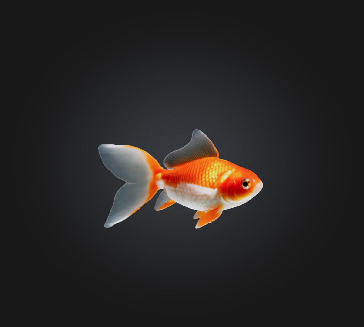 3D Goldfish - TurboSquid 2285326