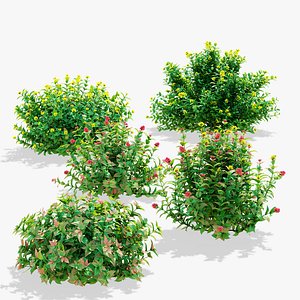 3D Diervilla splendens