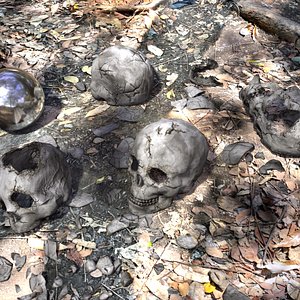 Human Skull Collection 3D