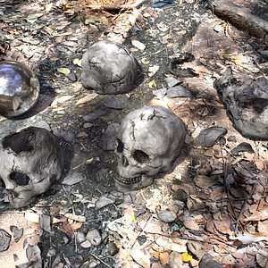 Human Skull Collection