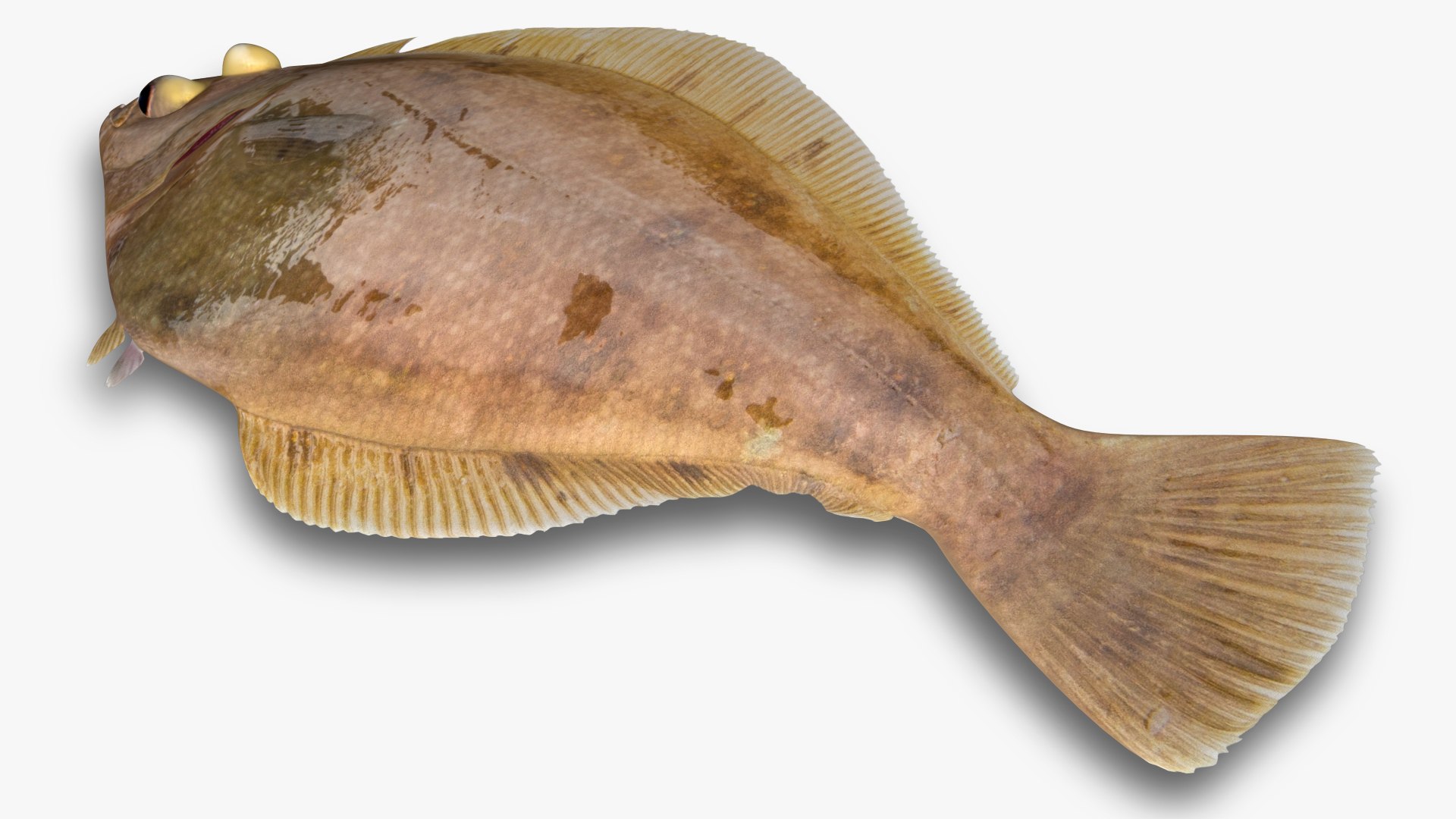 3D Pacific Sanddab - Citharichthys Sordidus - TurboSquid 1774740