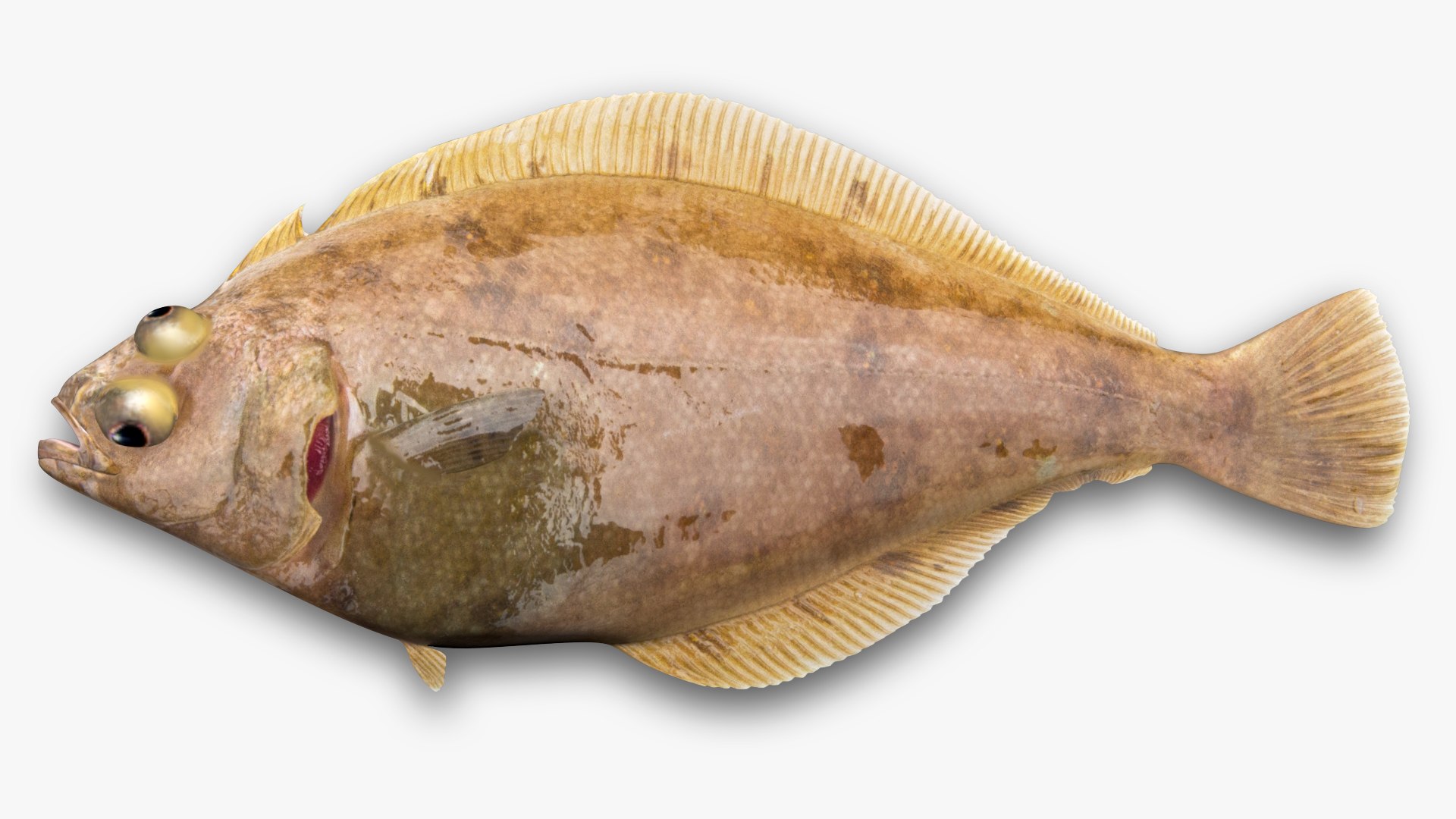 3D Pacific Sanddab - Citharichthys Sordidus - TurboSquid 1774740