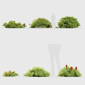 Banksia spinulosa Hairpin Banksia 3D model
