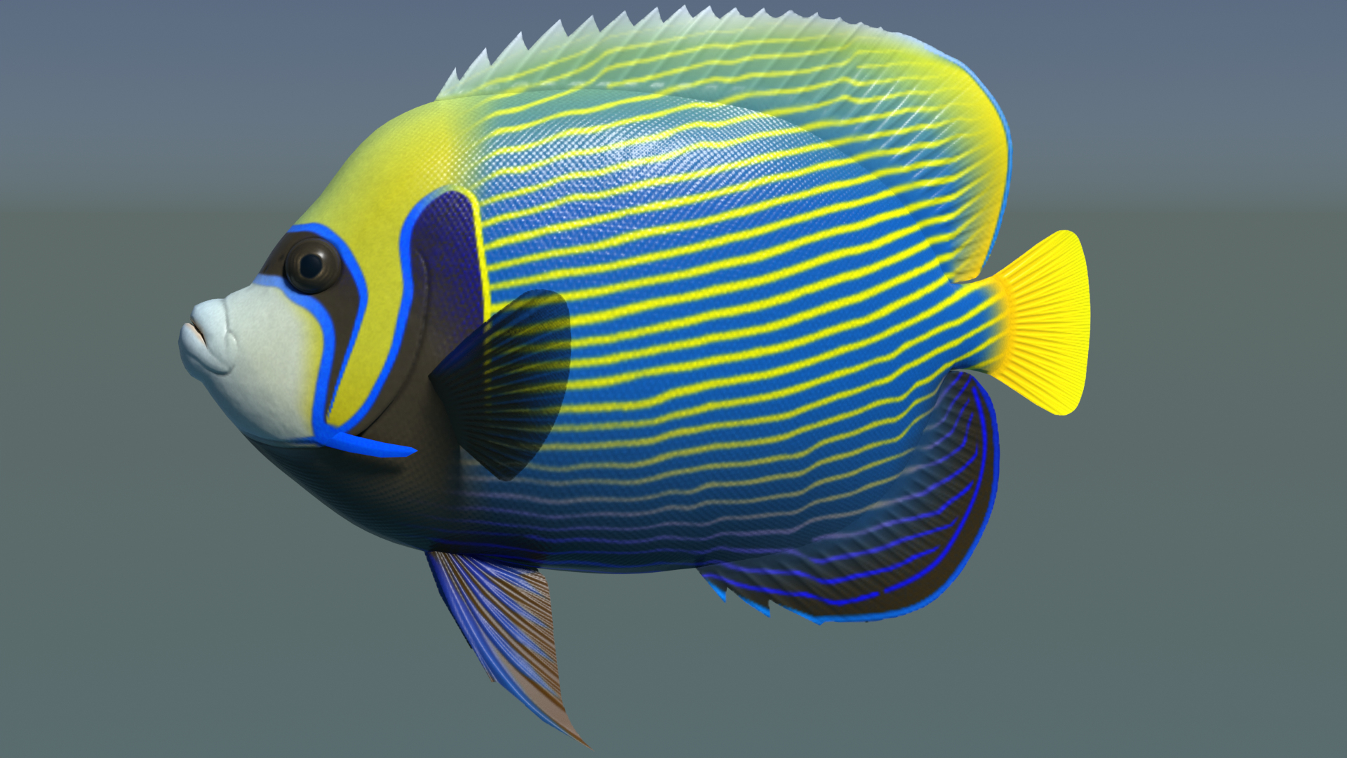 3dsmax Emperor Angelfish