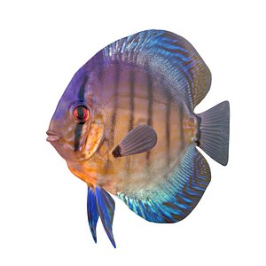Red Eye Discus Fish