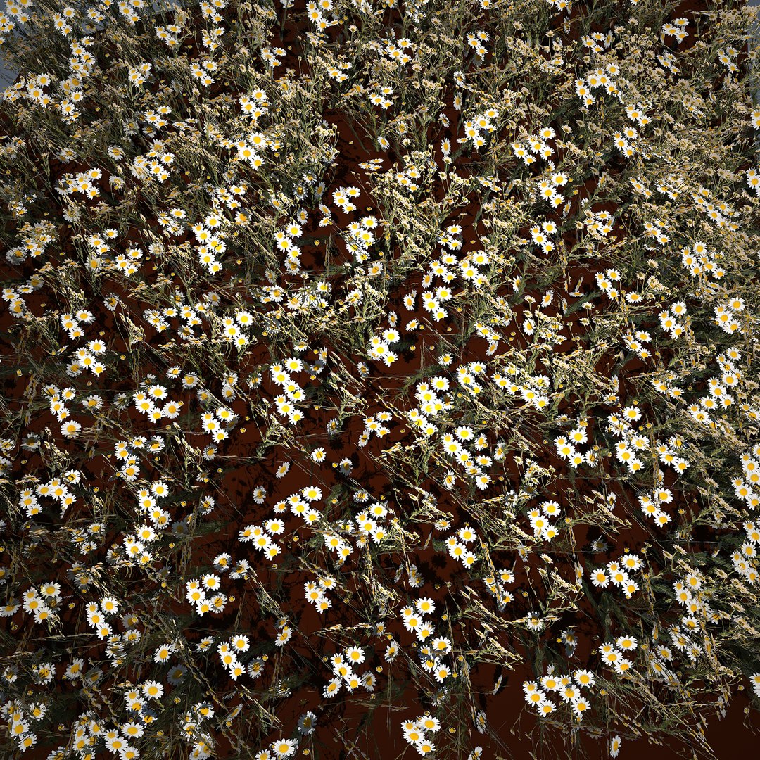 chamomile plant 3D https://p.turbosquid.com/ts-thumb/JT/dIrppK/6zWuFVUA/13/jpg/1602877942/1920x1080/fit_q87/bb209aac71797d71a12b3e55faf7f4880cdeddbc/13.jpg