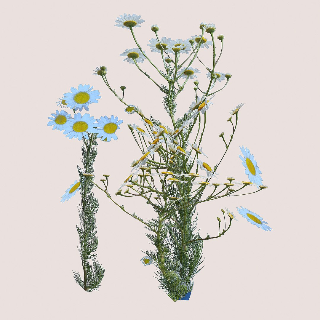 chamomile plant 3D https://p.turbosquid.com/ts-thumb/JT/dIrppK/7C0Aagsf/15/jpg/1602878034/1920x1080/fit_q87/3d36784ce2e1e02fa0ae474d95449e6f4ec89641/15.jpg
