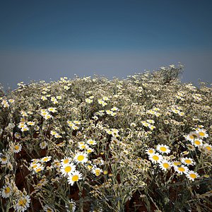 chamomile plant 3D