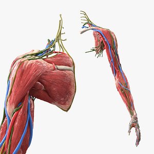 Female Left Arm Anatomy Without Skin