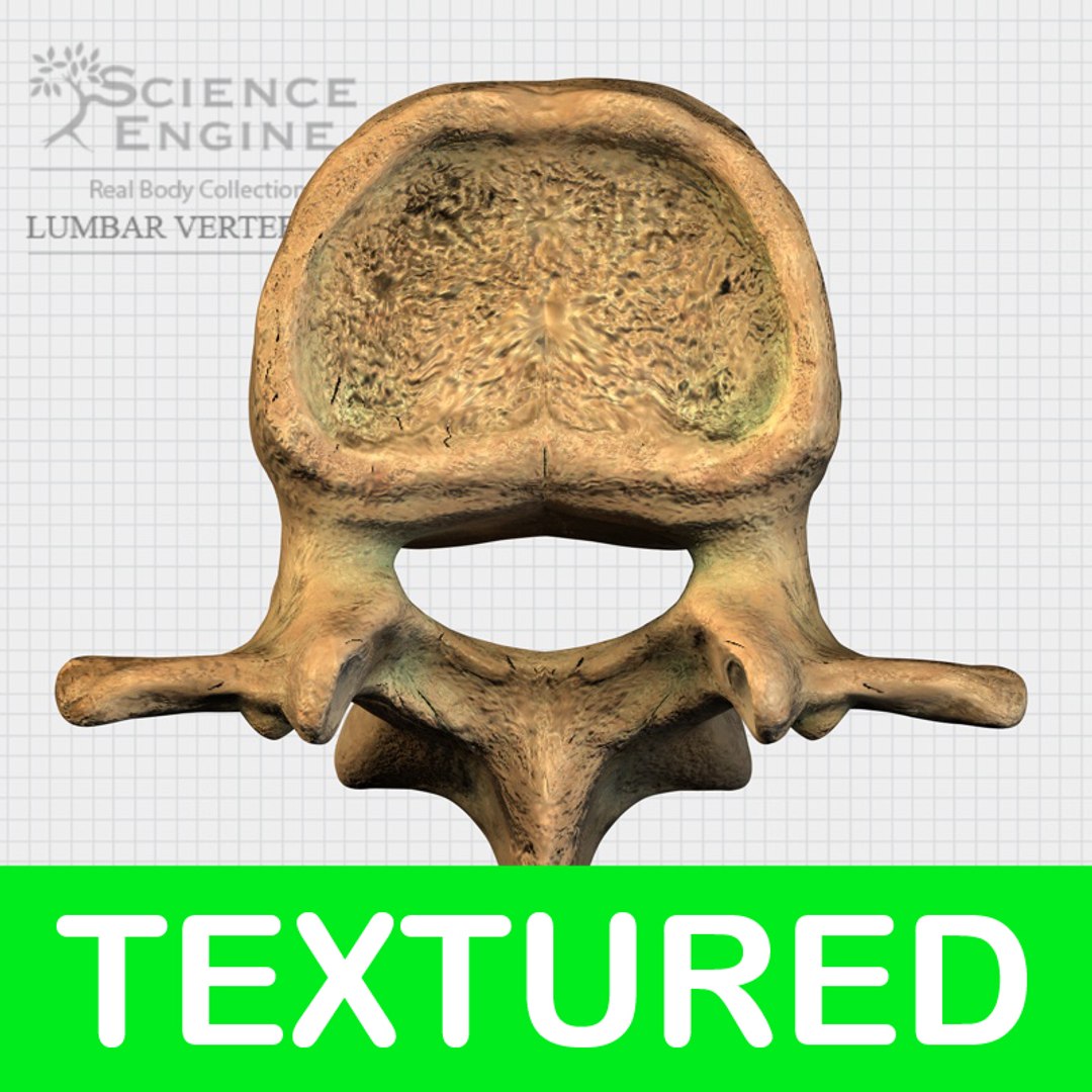human spine vertebrae 3d model