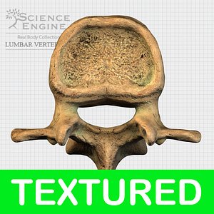 human spine vertebrae 3d model