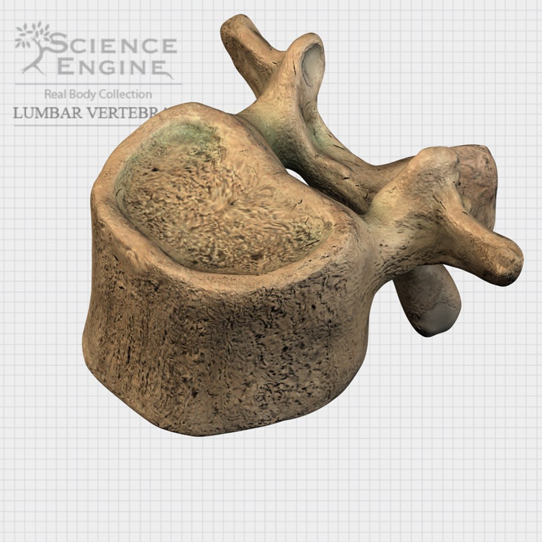 human spine vertebrae 3d model