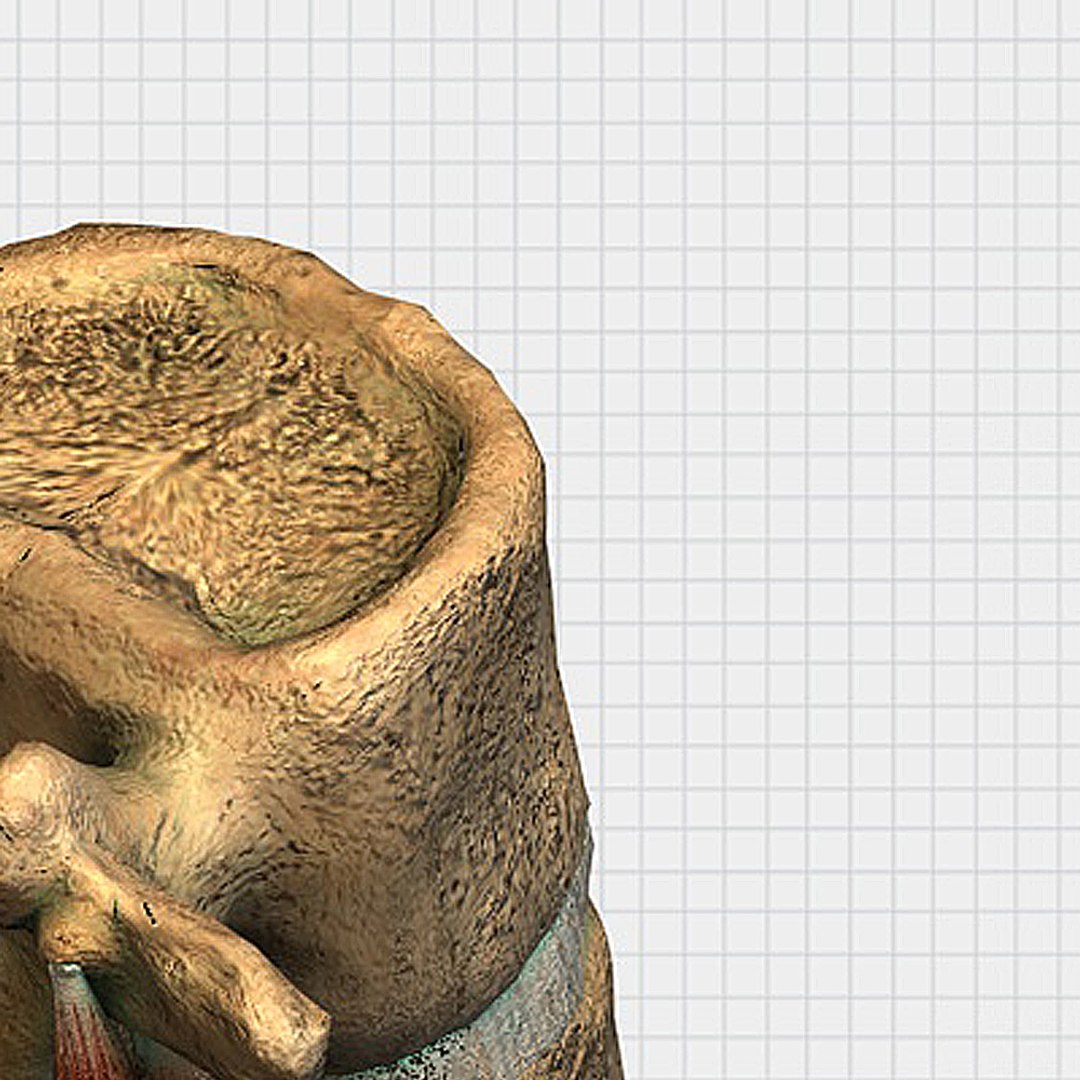 human spine vertebrae 3d model