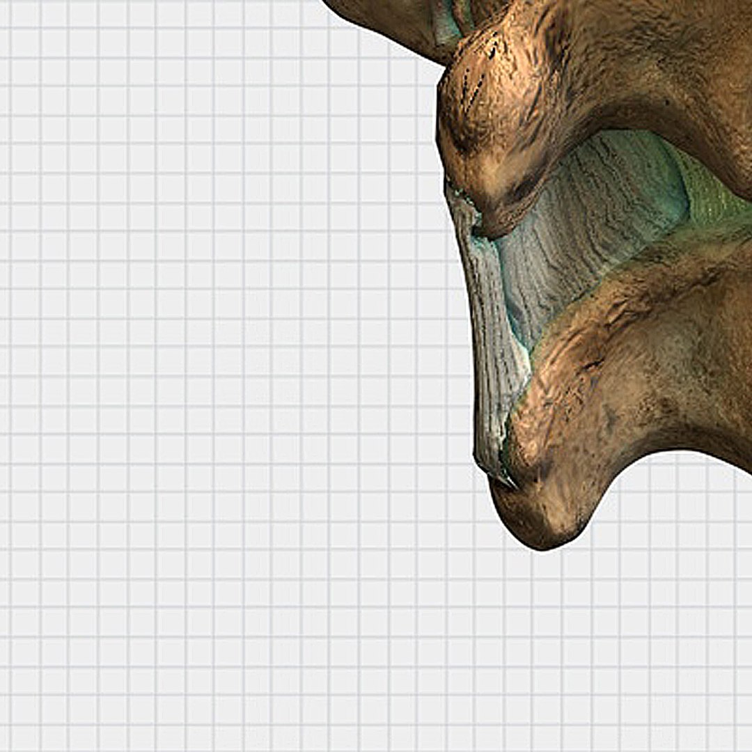 human spine vertebrae 3d model