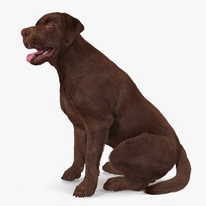 3D Labrador Dog Brown Sitting Fur