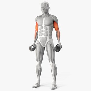 Male Muscular System Anatomy Biceps Curls 3D