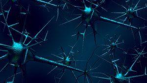 human neuron 3D model