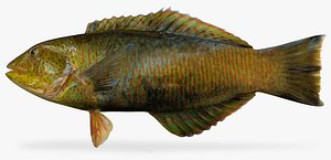 3d emerald wrasse model