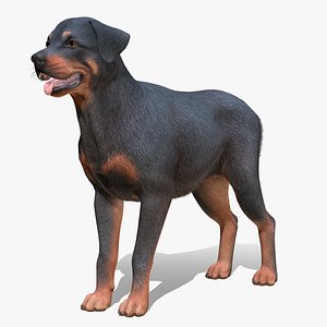 Dog - Rottweiler 3D model