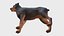 犬 - ロットワイラー
