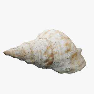 seashell shell sea 3D model