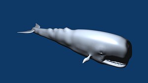 Sperm Whale 3D Models for Download | TurboSquid